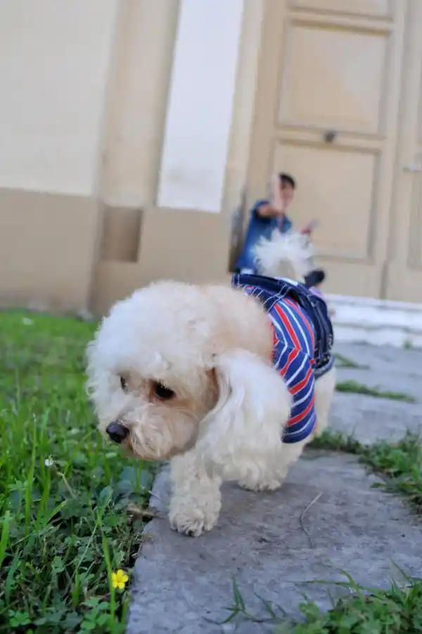 CANES. Quienes disfrutan más de los perros tienden a ser personas más extrovertidas y afectuosas.