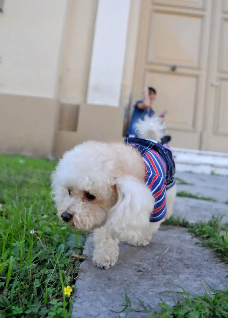 CANES. Quienes disfrutan más de los perros tienden a ser personas más extrovertidas y afectuosas.