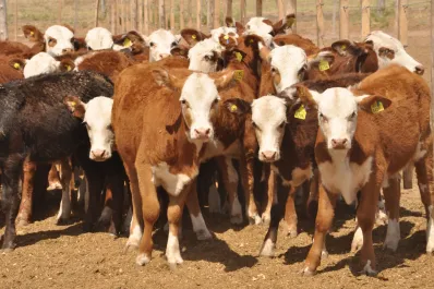 El gobierno de Milei derogó la prohibición de exportar ganado vacuno en pie con destino a faena