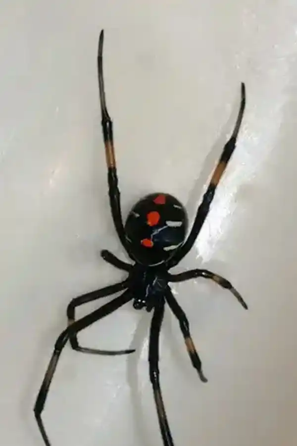 Cuidado si ves una en tu casa: las 5 arañas más peligrosas del mundo y sus fotos para reconocerlas