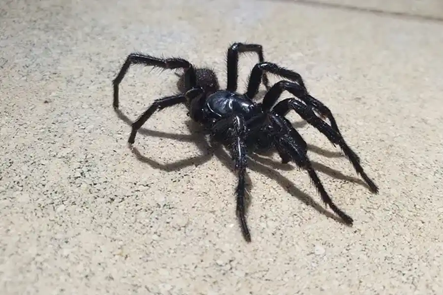 Cuidado si ves una en tu casa: las 5 arañas más peligrosas del mundo y sus fotos para reconocerlas