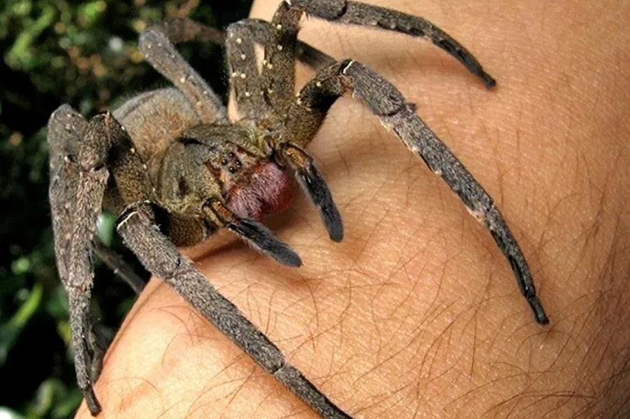 Cuidado si ves una en tu casa: las 5 arañas más peligrosas del mundo y sus fotos para reconocerlas