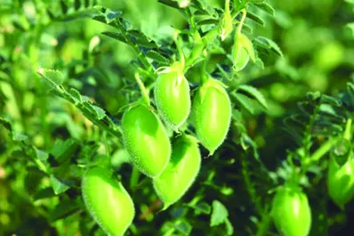 Crece la producción de arvejas, de garbanzos y de lentejas