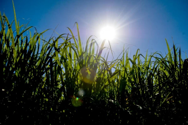 Crece la polémica por los dichos del legislador Seleme sobre la producción de azúcar en negro