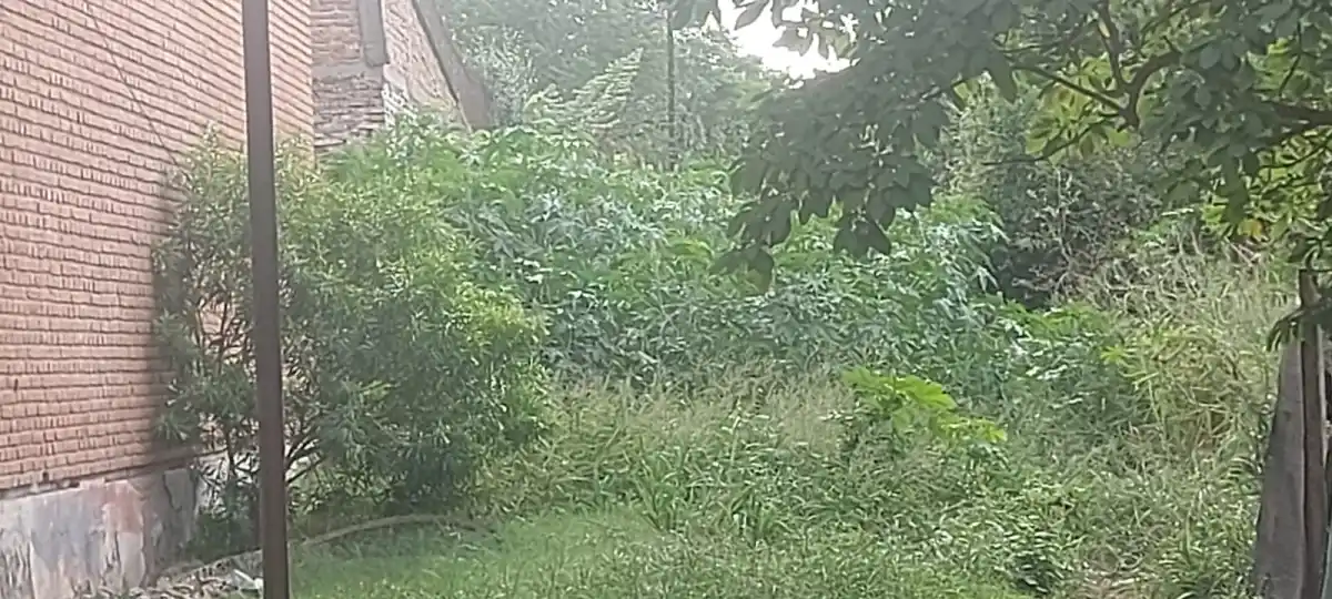 La selva junto al Cuartel de Bomberos, en 25 de Mayo y vías, es una guarida para todo tipo de delitos.