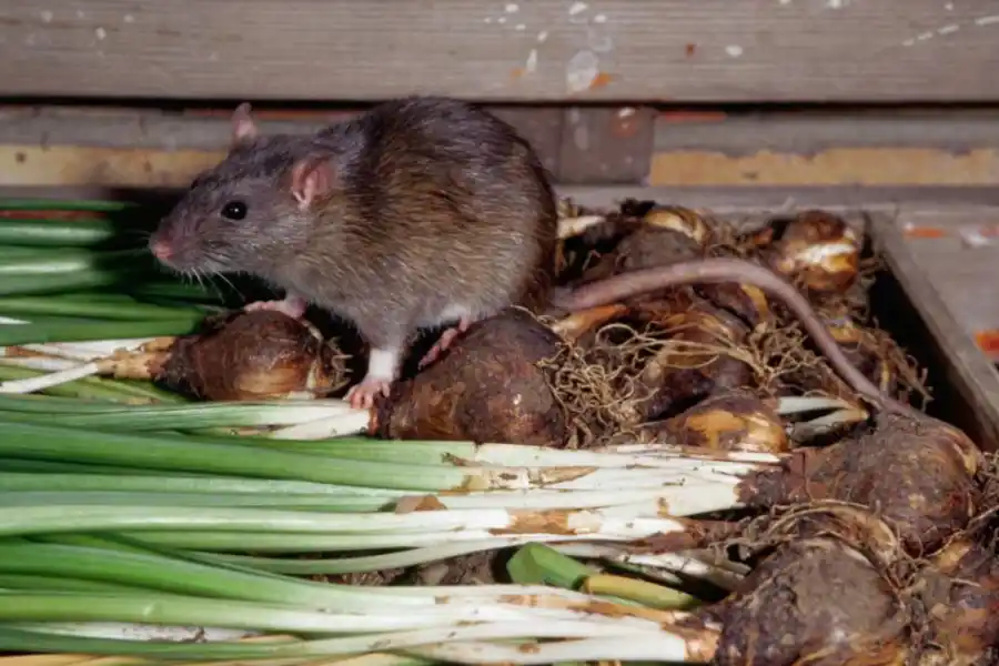 La verdura que combate las ratas de forma natural. 