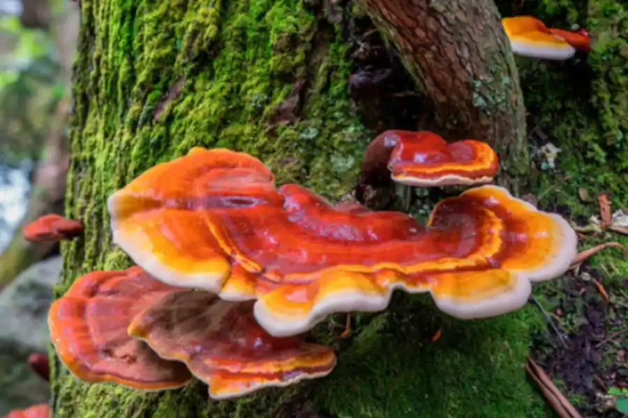 El Reishi mostró efectos ansiolíticos en un estudio de la Universidad de Nottingham.