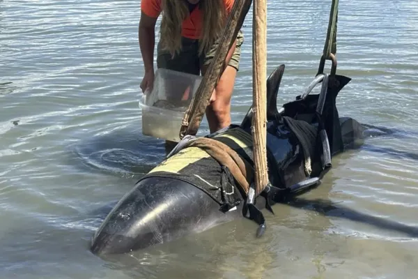 Susto a bordo: un delfín de 400 kilos aterrizó bruscamente en un barco de pesca