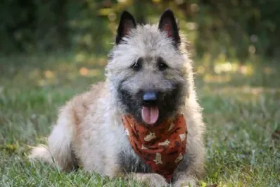 La raza de perro que fue popular en el pasado y ahora está en peligro de extinción