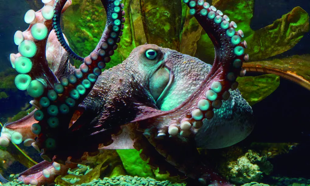 Zoología salvaje: las clases de pulpo