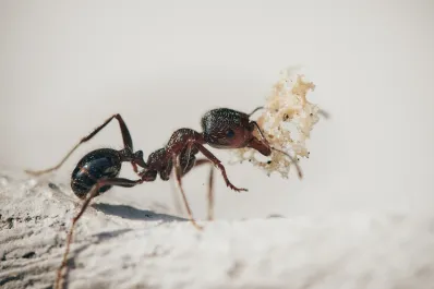 Nunca pises una hormiga si querés ahuyentarla: esta es la mejor forma de eliminarlas