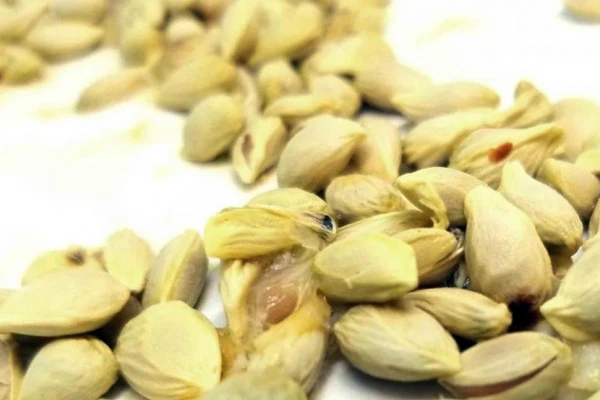 La Eeaoc arranca la campaña de venta de semillas cítricas