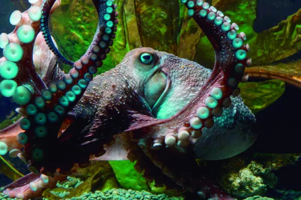 Zoología salvaje: las clases de pulpo