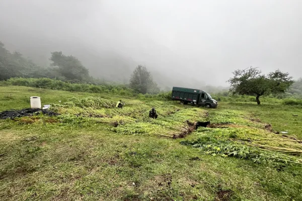 Marihuana en Tucumán: la Gendarmería detectó un predio con más de 500 plantas
