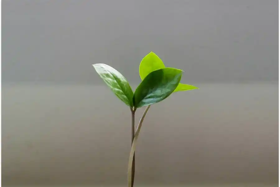 Horóscopo chino: el signo que tendrá un importante impulso económico y podría recibir un ingreso inesperado