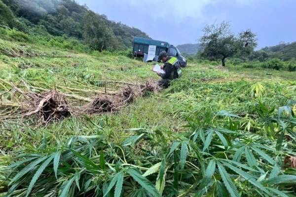 En Tucumán ya se cultiva marihuana a gran escala