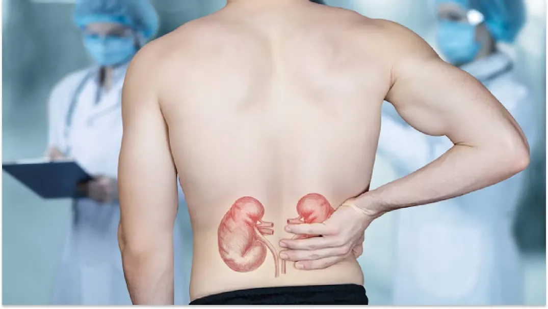 Los riñones mantienen el equilibrio del sodio y el calcio en el organismo.