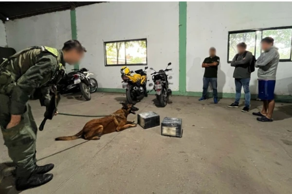 En tres meses decomisan más marihuana que en todo 2024