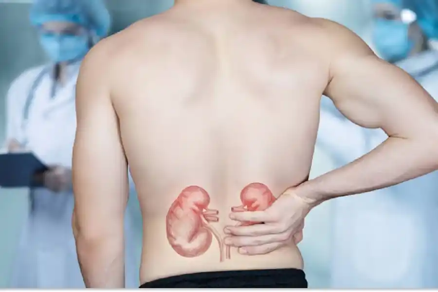 Los riñones mantienen el equilibrio del sodio y el calcio en el organismo.