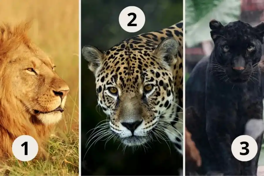 Test de personalidad: elegí un felino y conocé tu habilidad oculta