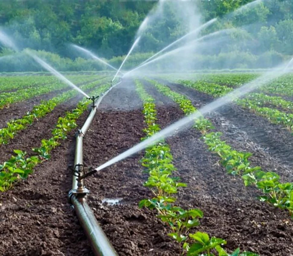 El riego es clave, y debe ser eficiente