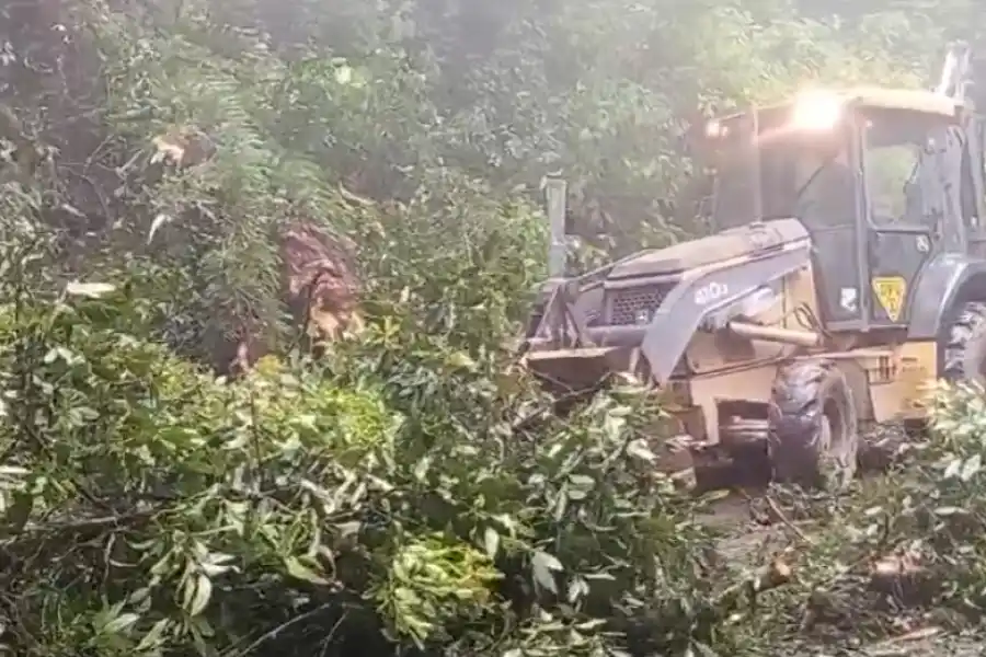 ÁRBOL CAÍDO. Bloqueo del paso en el kilómetro 7 de la ruta 338.