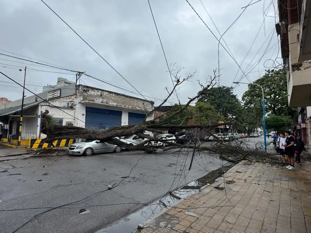 Un árbol cayó y dañó un automóvil estacionado en la calle Mendoza al 1100
