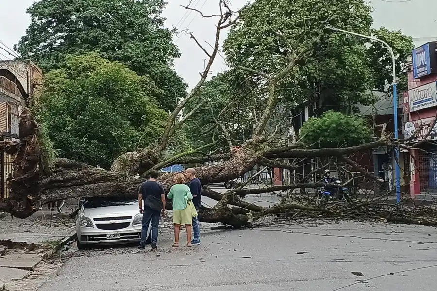 Un árbol cayó y dañó un automóvil estacionado en la calle Mendoza al 1100