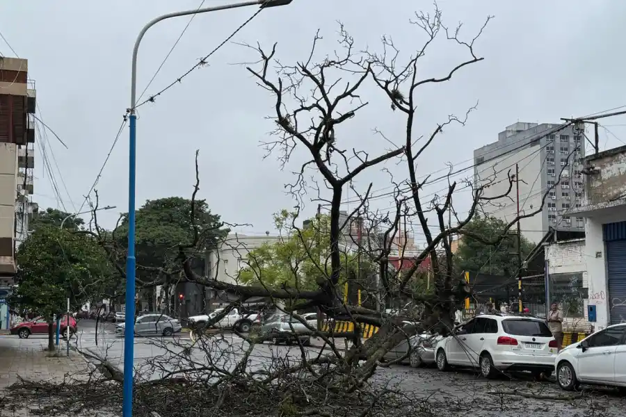 Un árbol cayó y dañó un automóvil estacionado en la calle Mendoza al 1100