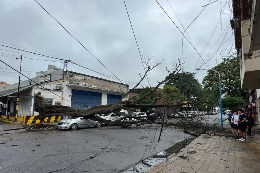 Un árbol cayó y dañó un automóvil estacionado en la calle Mendoza al 1100