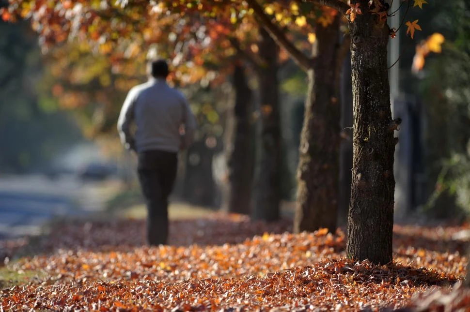EL TIEMPO DE LAS HOJAS SECAS. Sendas y caminos empiezan a tener una “alfombra” superficial.