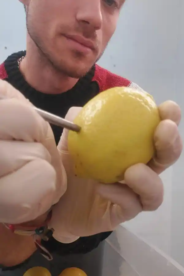 APLICACIÓN. En la industria la solución viscosa se colocaría mediante rodillos.