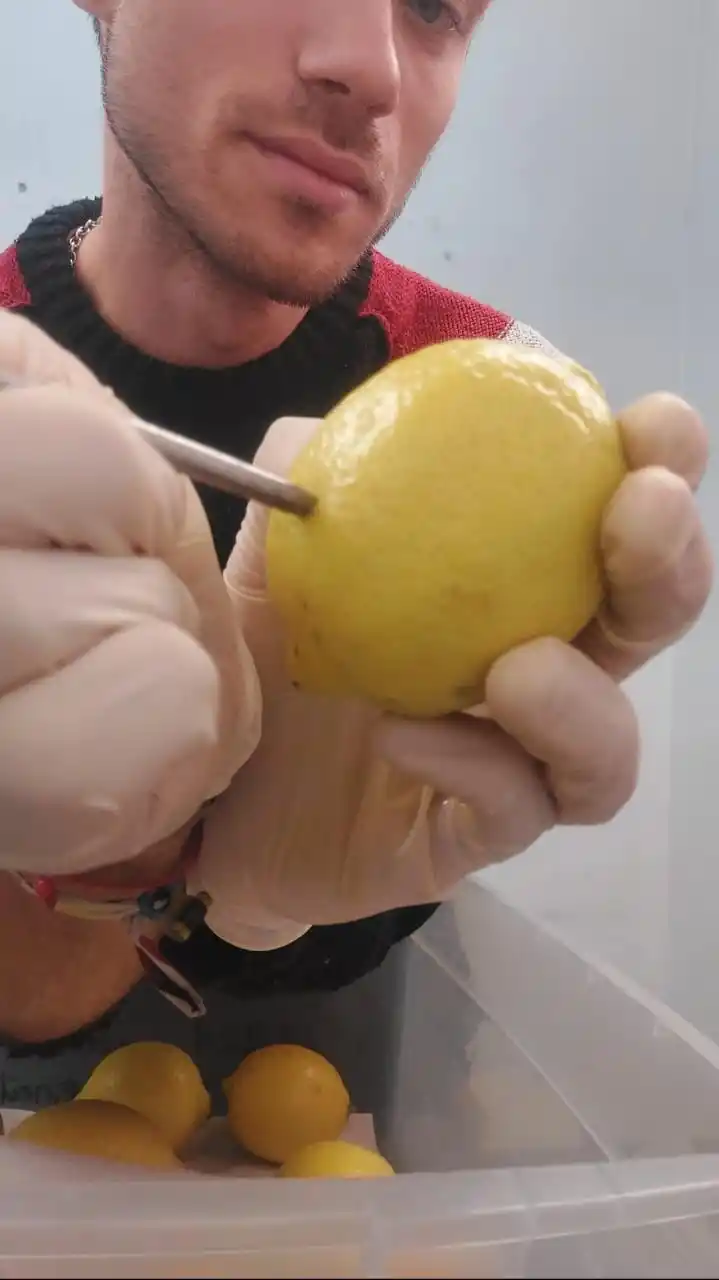 APLICACIÓN. En la industria la solución viscosa se colocaría mediante rodillos.