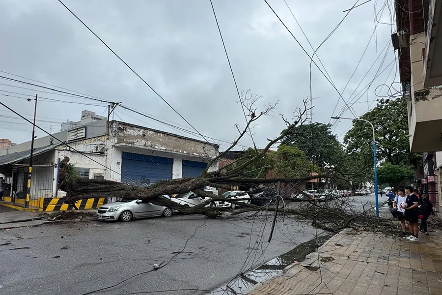 DESASTRE. Los vecinos habían pedido que fuera talado
