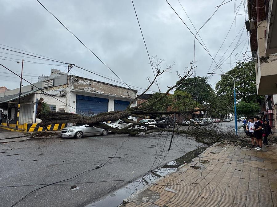 DESASTRE. Los vecinos habían pedido que fuera talado