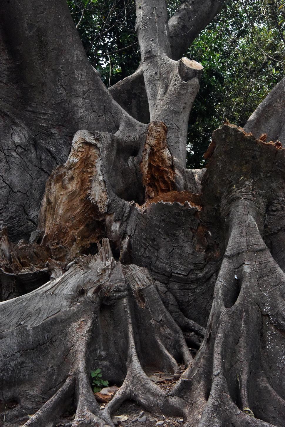 DETERIORO. La poda de ramas laterales podría revitalizar al ejemplar.