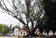 “Morirá de pie” el gomero frente al Cementerio del Oeste