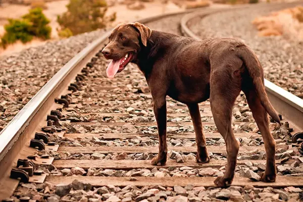 Una detective explica como debés buscar a tu mascota en caso de perderla