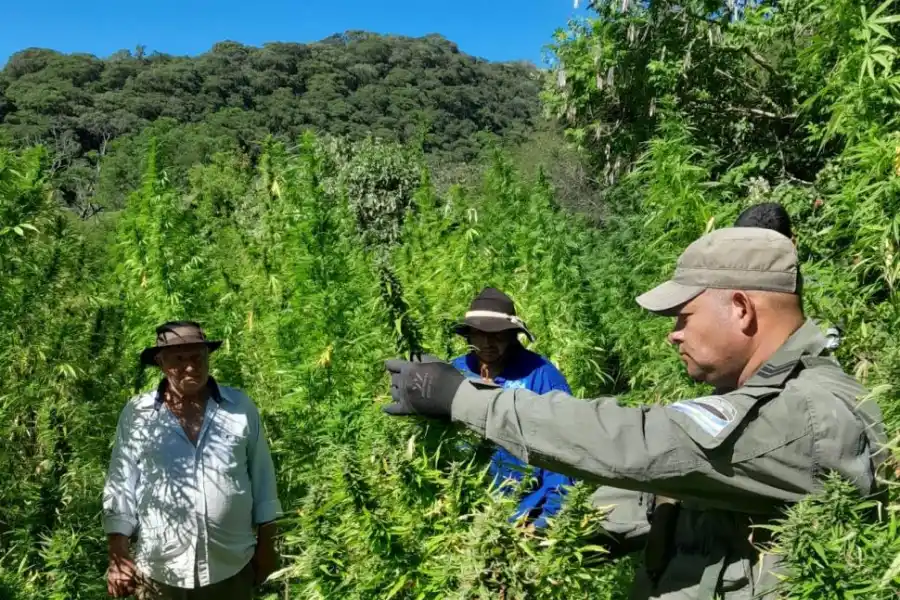 Se quintuplicó el decomiso de drogas en Tucumán