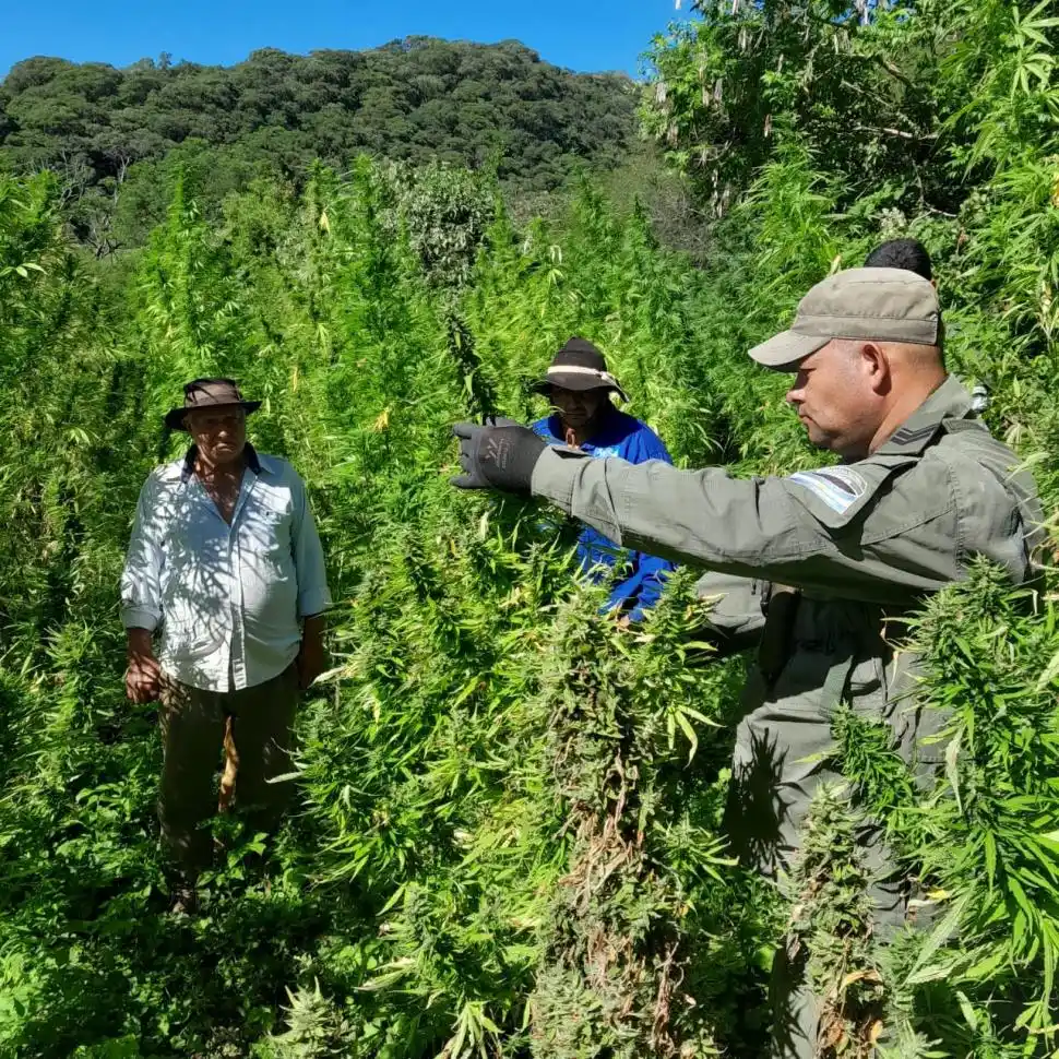Se quintuplicó el decomiso de drogas en Tucumán