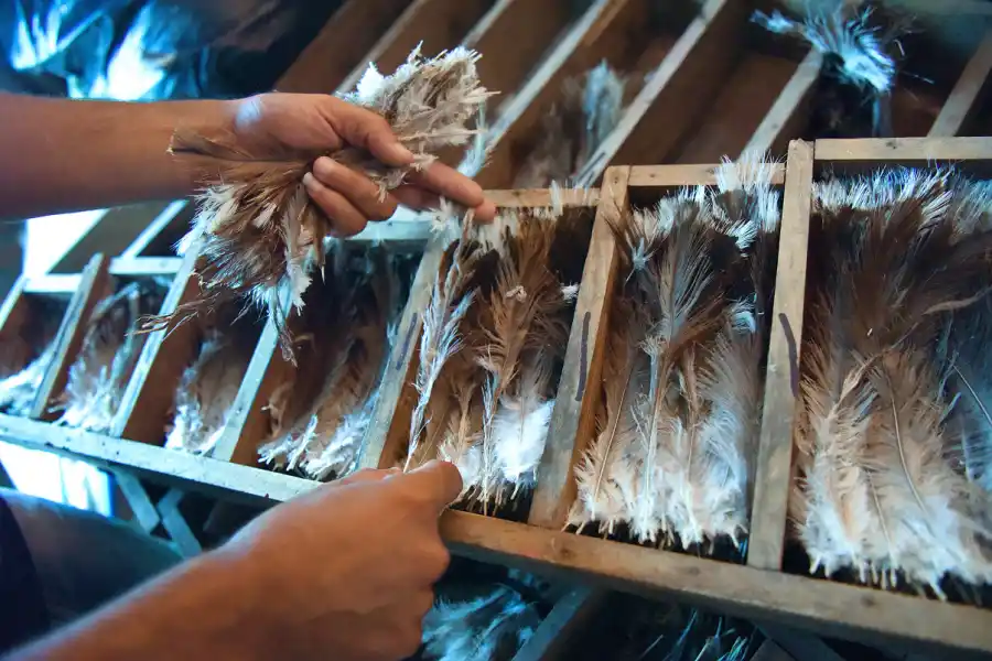 Juan selecciona cuidadosamente las plumas. 