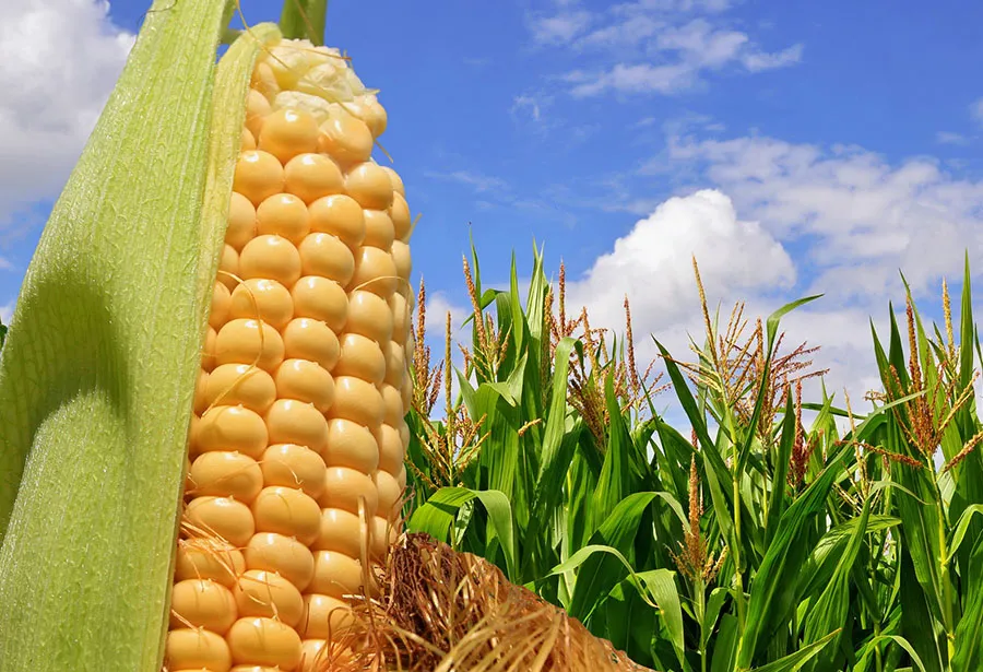 La Bolsa de Comercio de Rosario redujo su estimación de las toneladas de maíz que se producirán