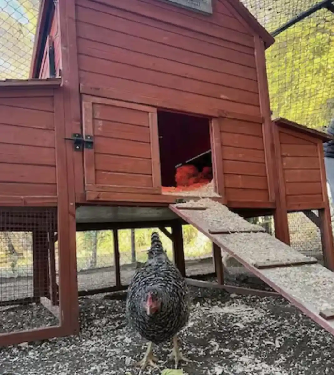 El gallinero de Meghan en la serie 