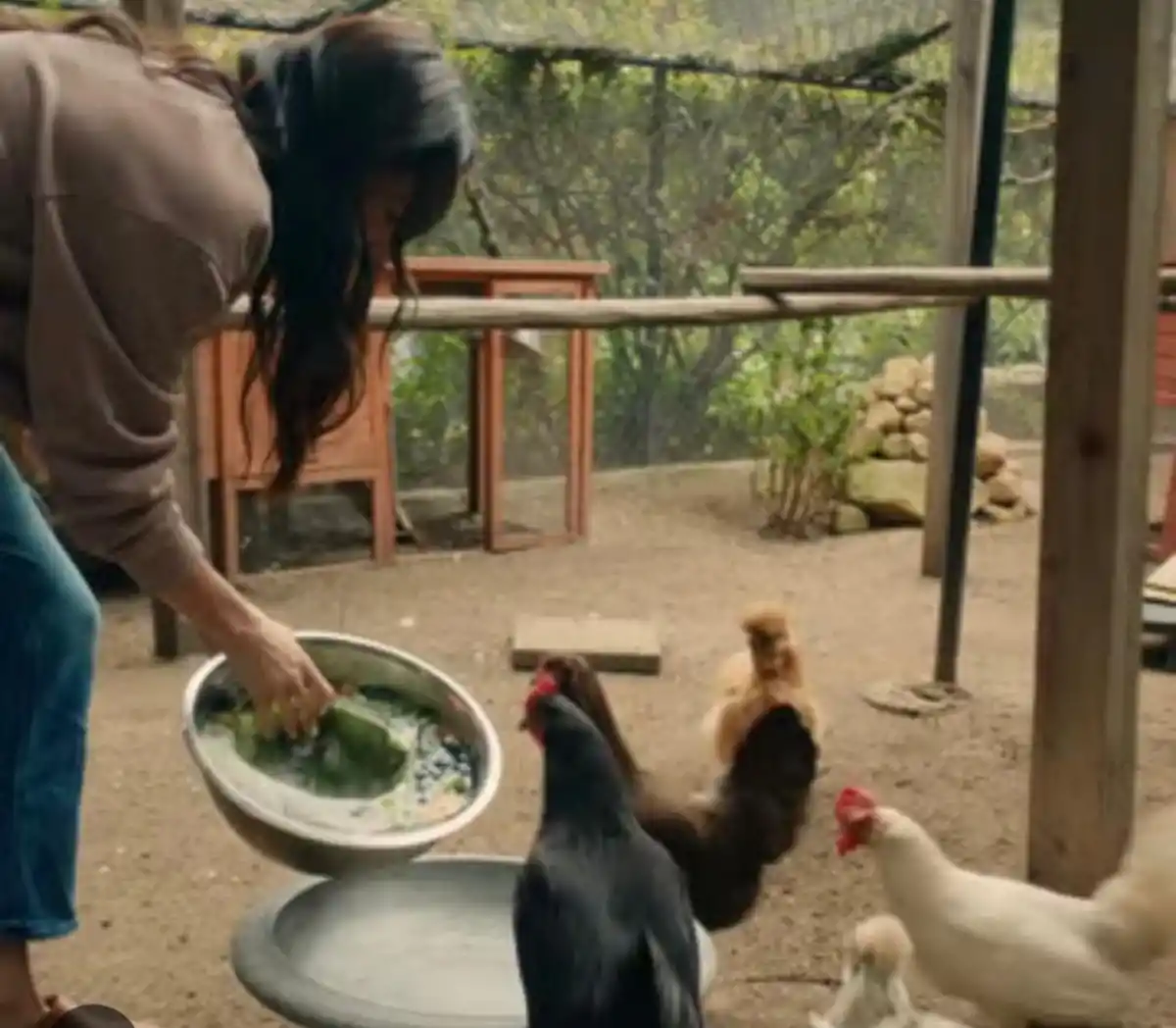 Meghan alimentando las gallinas.