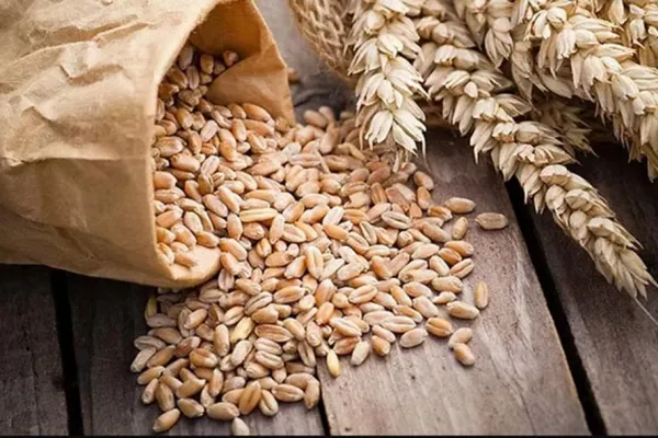 La molienda de trigo fue la más alta del último lustro