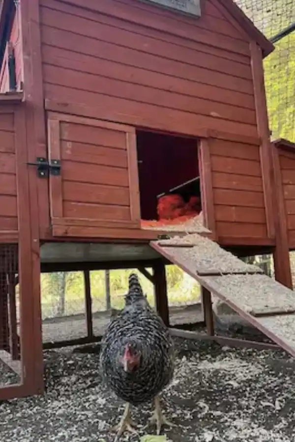 El gallinero de Meghan en la serie 