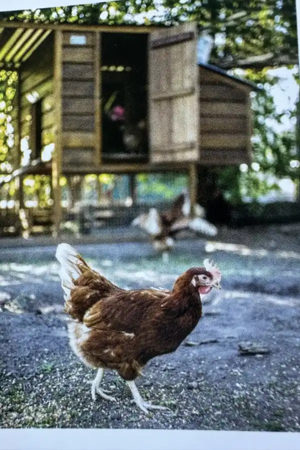 Del gallinero a la mesa