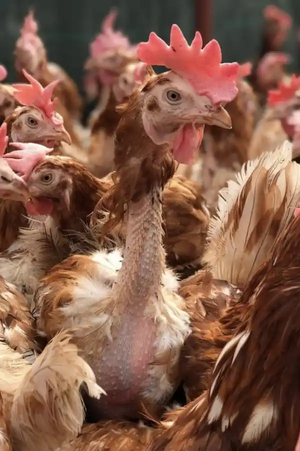 Las gallinas rescatadas.