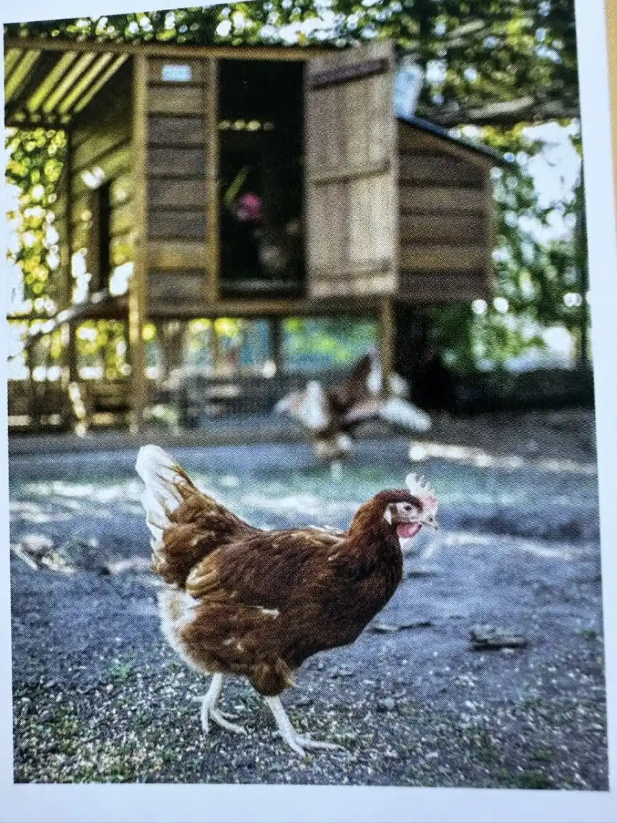 Del gallinero a la mesa