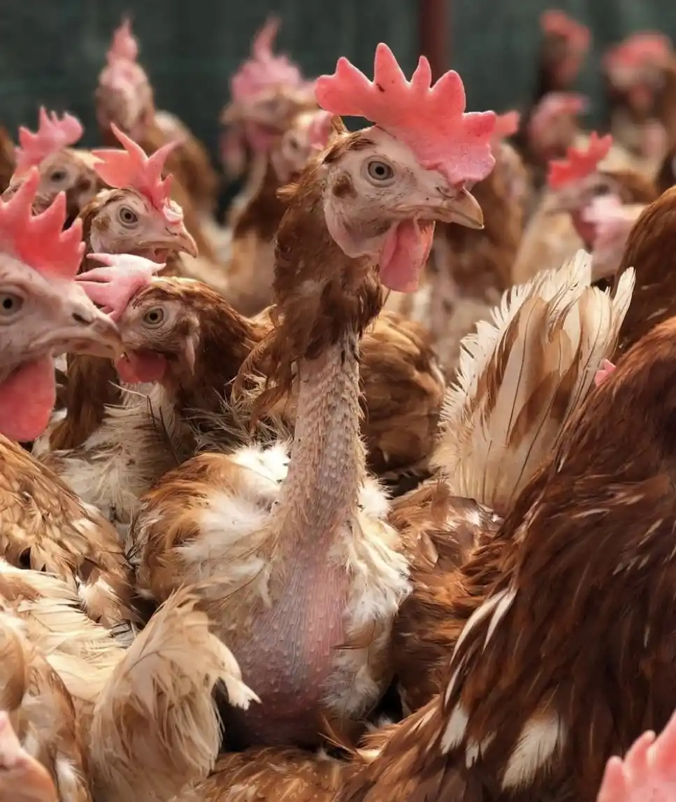 Las gallinas rescatadas.